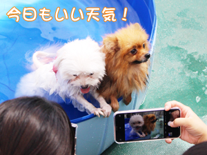 ドッグランでモデル犬とプール♪～２日目～